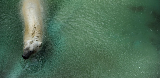 Arturo, o último urso polar da Argentina, morreu no zoológico de Mendoza - Andres Larrovere/AFP