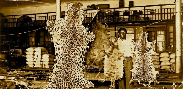 Peles de onça, lontra gigante, lontra neotropical e jaguatirica em um curtume de Manaus na década de 1950 - Biblioteca Virtual do Instituto Brasileiro de Geografia e Estatística (IBGE)