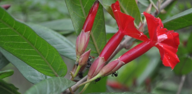 "Ipomoea cavalcantei", a flor de Carajás; parte das espécies só é encontrada na região do Carajás - Carla Lima