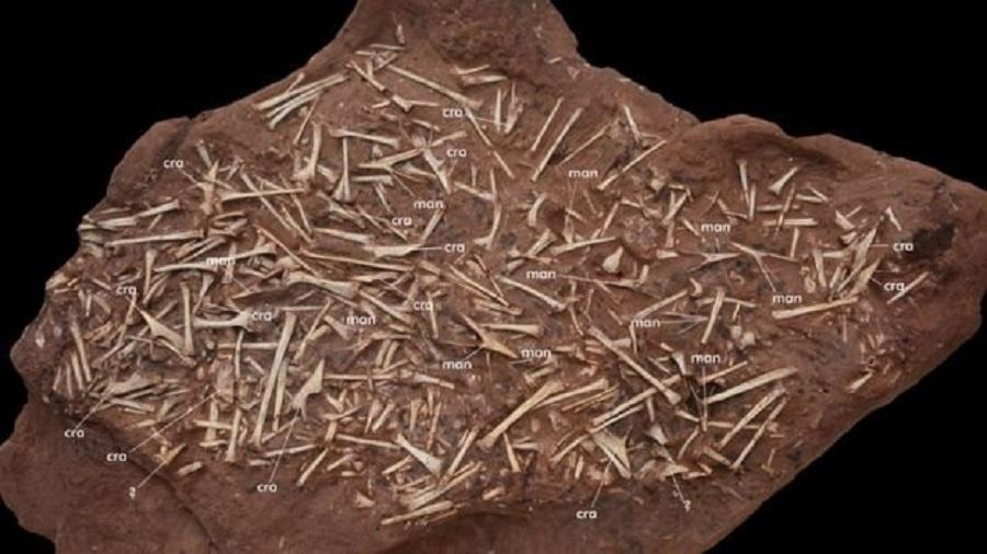 Rocha com centenas de ossos de pterossauros - PAULO MANZIG