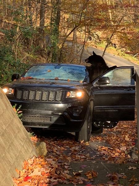Urso ataca carro de casal em lua de mel no Tennessee, nos Estados Unidos - Reprodução/Facebook