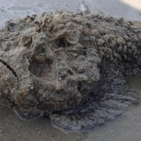 The stonefish is one of the most venomous species in the world - Breeding/Facebook Daniel Brown - Breeding/Facebook Daniel Brown