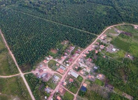 Comunidade Quilombola Nova Betel ilhada pelas plantações de palma