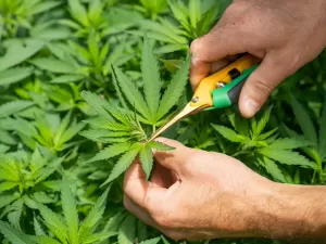 Brasil é pioneiro em genética e cultivo de Cannabis -- falta o agro reagir