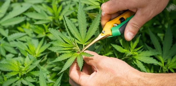 Brasil é pioneiro em genética e cultivo de Cannabis -- falta o agro reagir