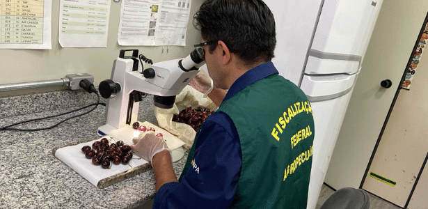 Por que Brasil destruiu mais de uma tonelada de cerejas importadas do Chile