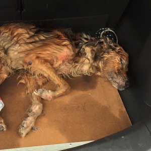 O cachorro Guará morreu após ser resgatado - Joana D"Árc Cordeiro/Divulgação