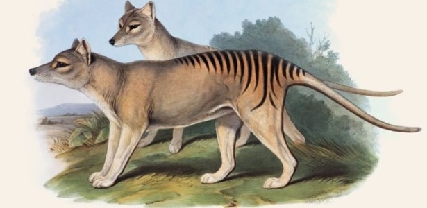 O tigre-da-tasmânia foi o maior marsupial carnívoro do mundo - John Gould