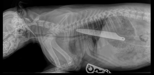 Raio-x mostra faca engolida pela cadelinha Macie - People"s Dispensary for Sick Animals