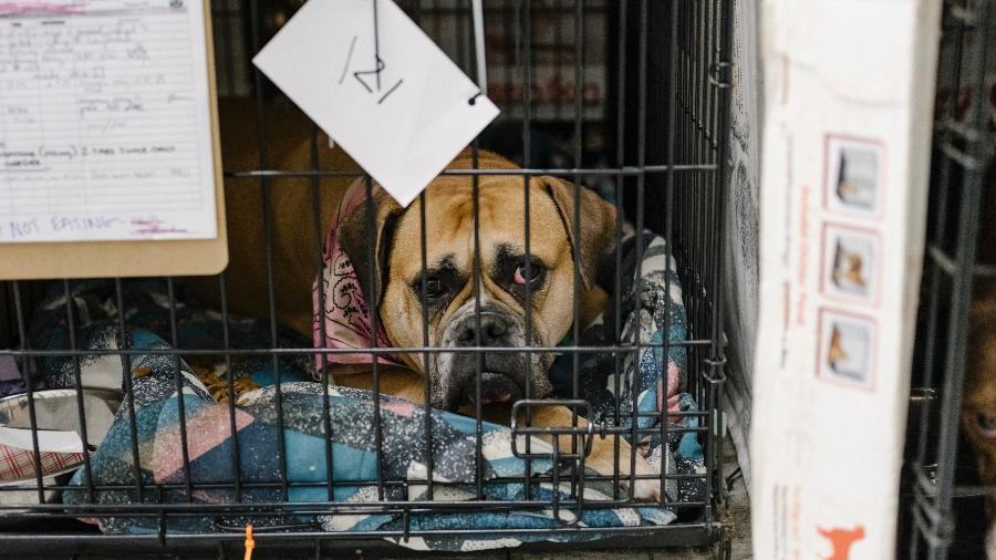 Cachorro em caixa de transporte de animais - Jason Henry/The New York Times