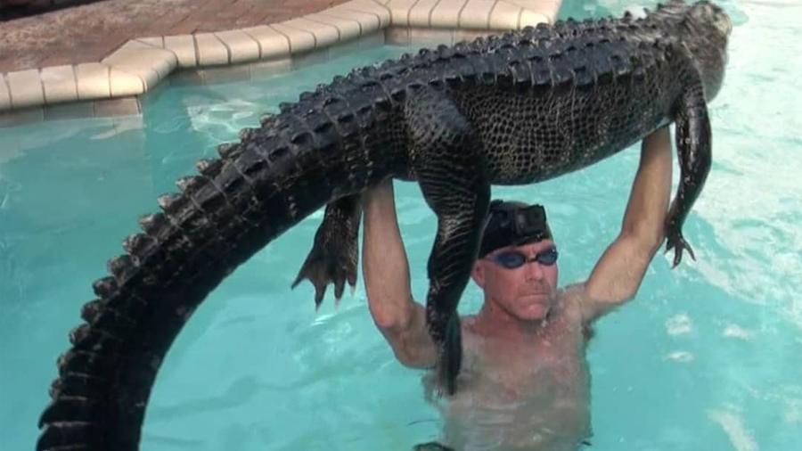 Jacaré-norte-americano (ou aligátor) de 90 kg é retirado de piscina na Flórida (EUA) - Instagram/gatorboysalligatorrescue