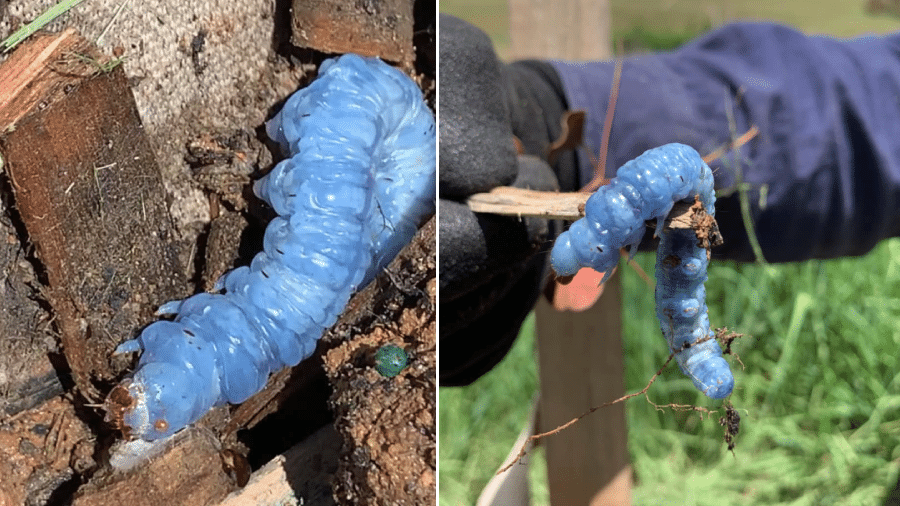 O inseto que parece ser uma lagarta de cor azul, foi encontrado em uma área de eucaliptos na Austrália - Tristan Glasson/Facebook