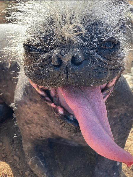 Mr. Happy Face eleito o cão mais feio do mundo - Reprodução