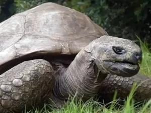 Tartaruga mais antiga do mundo completa 191 anos