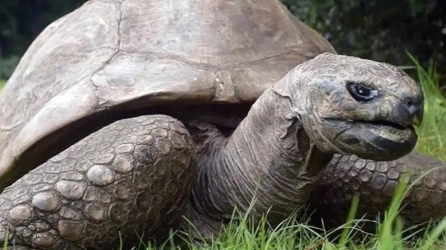 Animal terrestre mais antigo do mundo, tartaruga Jonathan completa 191 anos