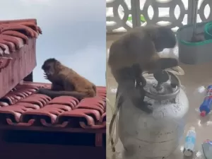 Macaco invade casa com faca, bebe álcool e tenta abrir botijão no MA