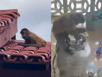 Tocou terror: macaco invade casa, bebe álcool e tenta abrir botijão