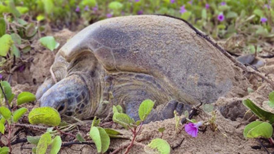 Marcada em Ubatuba, tartaruga-verde retorna já adulta para desovar em Noronha Marcada em Ubatuba, tartaruga-verde retorna já adulta para desovar em Noronha