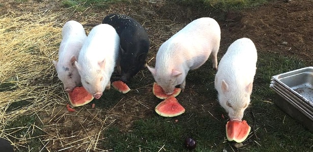 Porcos resgatados e cuidados pela SPCA de Nanaimo, no Canadá - Facebook/SCPA Nanaimo