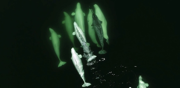 Um narval (à dir., com longa presa, nada com grupo de baleias belugas no rio San Lorenzo, no Canadá - GREMM/AFP