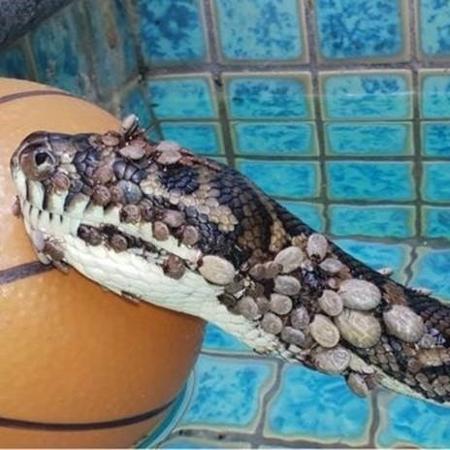 Especialistas acreditam que cobra entrou em piscina para tentar se livrar de carrapatos - Tony Harrison/Facebook