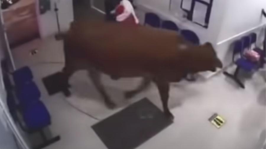 Vaca invade sala de espera do Hospital San Rafael, em San Luis, na Colômbia  - Reprodução/viral videos 