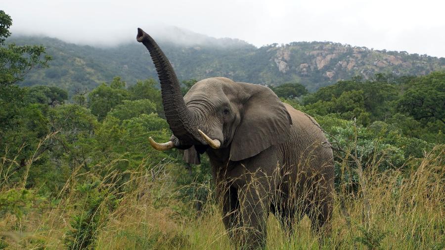 As fêmeas de elefantes africanos estão perdendo as presas, segundo estudo publicado na revista Science - Reprodução/Wikimedia Commons/Heribert Bechen