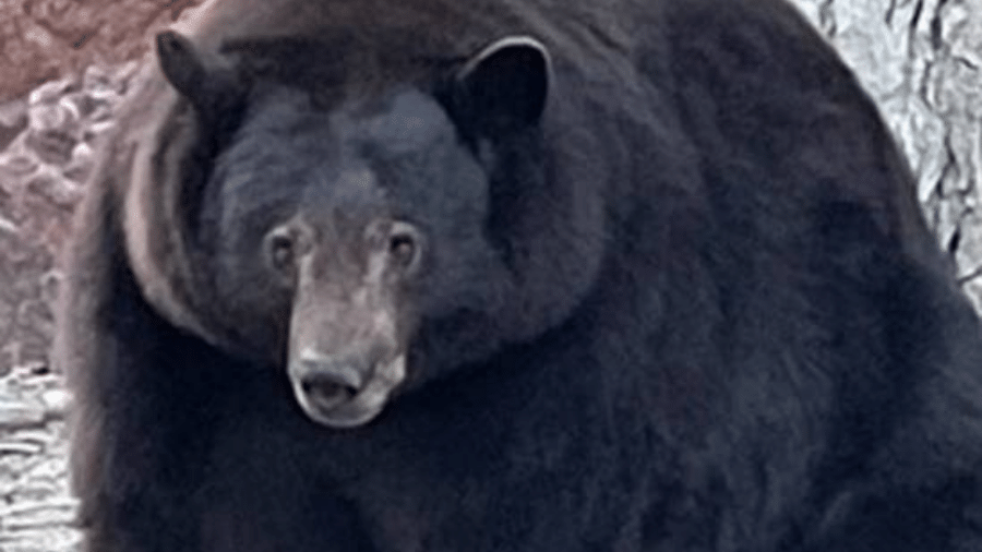 Apelidado de "Hank, o Tanque", urso gigante está sendo procurado por invadir dezenas de casas desde o verão passado - Reprodução/BEAR LEAGUE