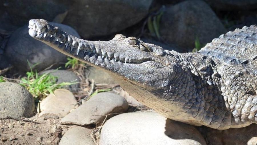 Considerado tímido, crocodilo da região em que homem foi atacado não representa ameaça aos humanos - Reprodução/Pixabay