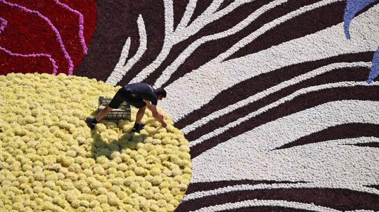 Voluntário trabalha em um tapete de flores com 1,6 mil metros quadrados que cobre o chão da Grand-Place de Bruxelas, na Bélgica