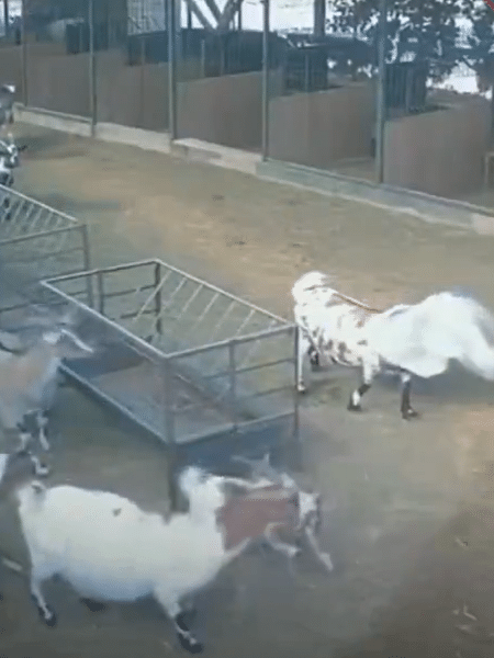 Cabras fugiram de medo de outra que ficou com saco preso na cabeça