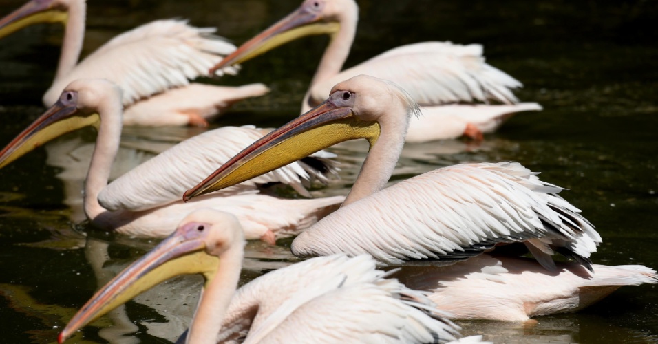 20.out.2015 - Pelicanos nadam em lago, no zoológico de vida Selvagem Yunnam, em Kunming, na China