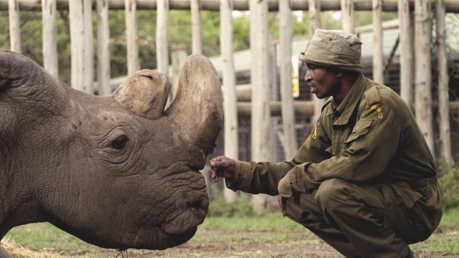 Súdan, último rinoceronte branco do norte macho, morreu no Quênia aos 45 anos - OI Pejeta/Divulgação