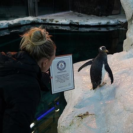 Expectativa de vida para pinguins na natureza é de no máximo 20 anos - Reprodução/Guinness World Records