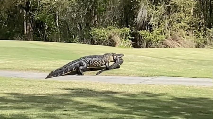 Imagem de jacaré caminhando em um campo de golfe com seu rival entre os dentes. - Reprodução/Julie Marchillo Smith