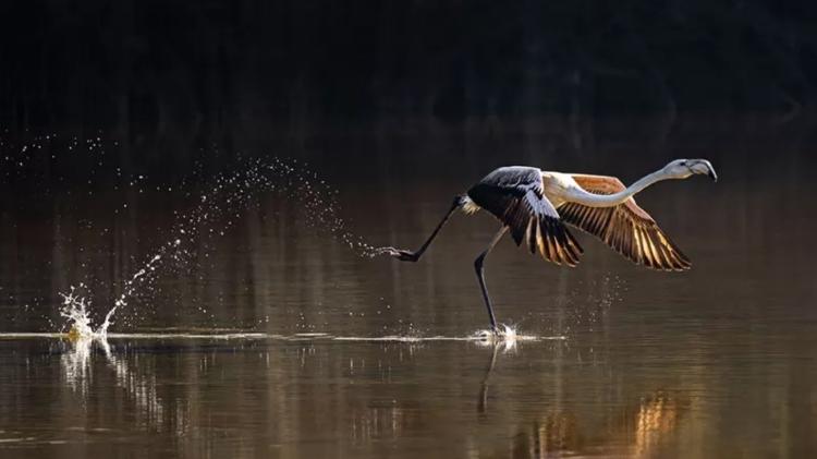 Mangroves and Wildlife Winner: Take Off, by Jayakumar MN, United Arab Emirates - JYAKUMAR MN - JYAKUMAR MN
