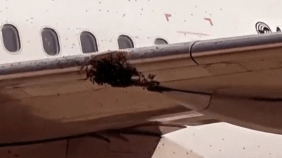 As abelhas se agruparam em uma das asas do avião da Latam - Reprodução/TV Globo