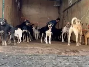 Ao menos 70 cães são resgatados em Porto Alegre em meio a chuvas 