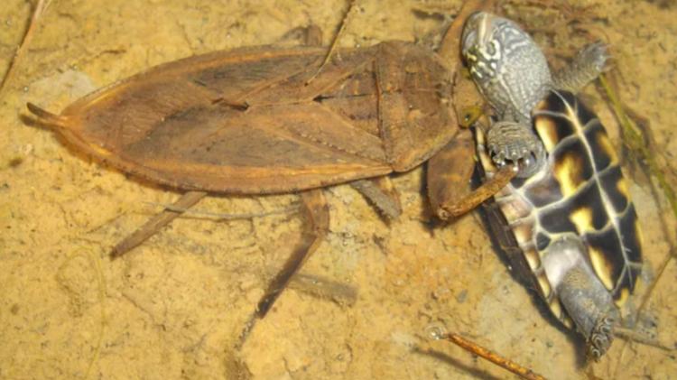 Barata-d'água gigante devorando uma tartaruga jovem Barata-d'água gigante devorando uma tartaruga jovem