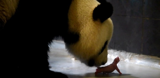 Os filhotes de panda nascem com cerca de 200 gramas e passam dois anos com a mãe
