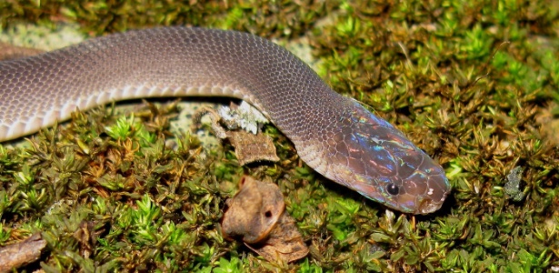 "Cobra arco-íris" faz parte da lista de espécies descobertas - Alexandre Teynie/AFP