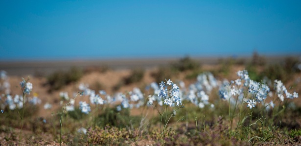 Resultado de imagem para Deserto mais árido do mundo renasce florido após surpreendentes chuvas