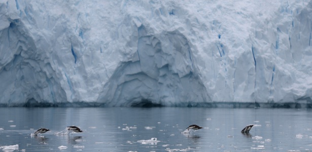 16.fev.2018 - Pinguins nadam em uma geleira perto de Neko Harbour, Antártida