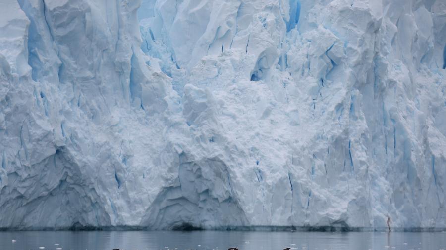Pinguins nadam em uma geleira perto de Neko Harbour, Antártica - REUTERS/Alexandre Meneghini