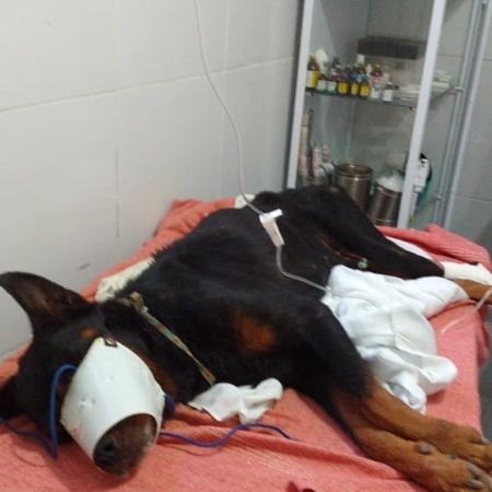 8.jan.2019 - Batizado de "Dogão", um cachorro encontrado enterrado vivo em um terreno em Alagoas foi resgatado por uma ONG - Reprodução/Instagram Projeto Acolher