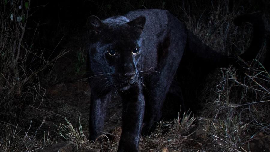 Fotógrafo instalou câmeras infravermelhas noturnas sensíveis ao movimento para capturar imagens da "pantera negra" - Will Burrard-Lucas/ Divulgação