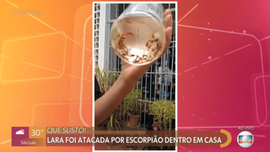 Uma das moradoras de casa em Brasília acabou picada por escorpião filhote; Jovem passa bem  - Reprodução/GShow