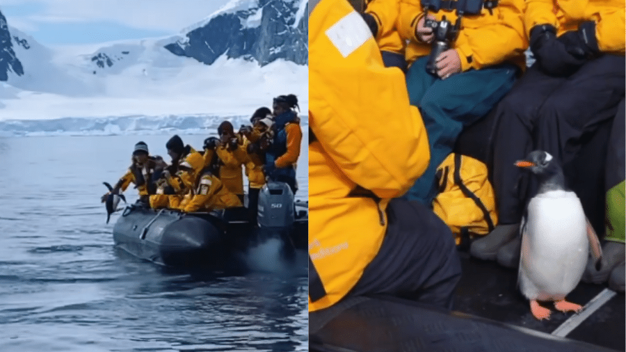 Influenciador flagrou exato momento em que pinguim conseguiu fugir de orcas com ajuda de turistas na Antártida - Reprodução/Instagram