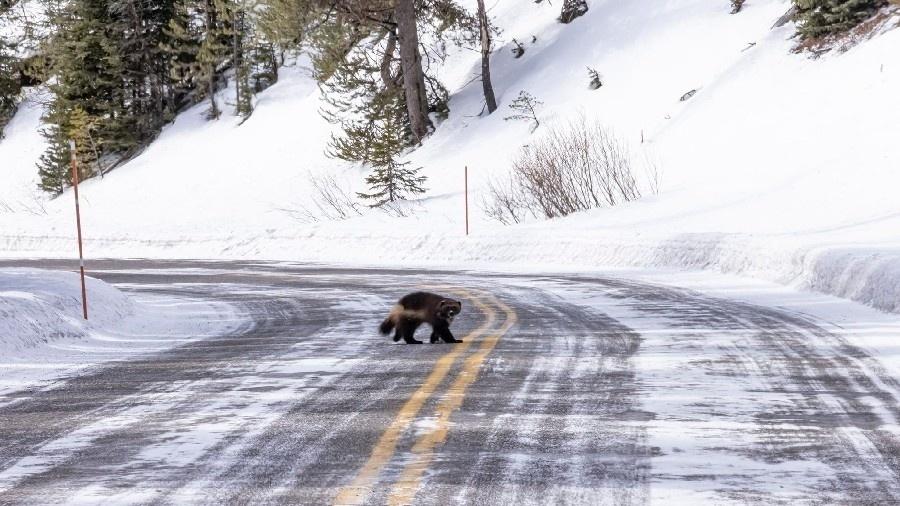 Carcaju é fotografado em estrada do Parque Nacional de Yellowstone. - Divulgação/Yellowstone Insight