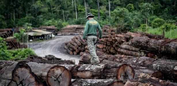 Madeira ilegal apreendida pelo Ibama em terra indígena na Amazônia